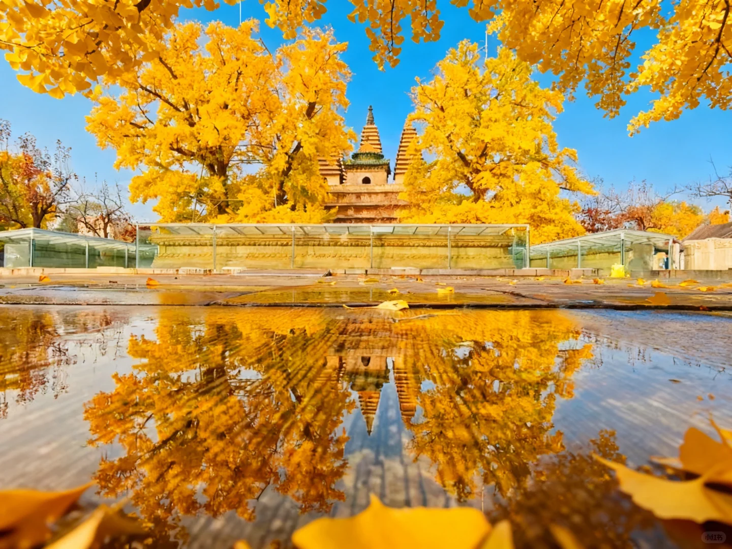The Autumn Ginkgo Splendor of Wuta Temple in Beijing: A Guide to Scenery and Photography Tips