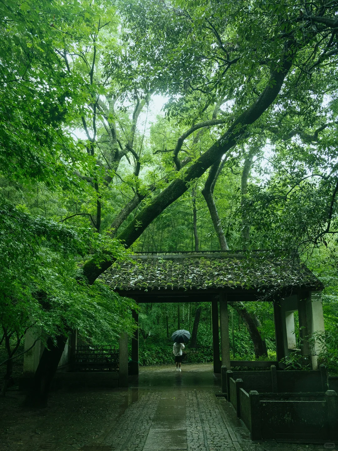 Yunqi Bamboo Path: A Hidden Oasis in Hangzhou’s Rainy Days, Awaiting Discovery